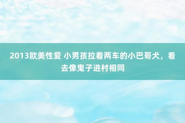 2013欧美性爱 小男孩拉着两车的小巴哥犬，看去像鬼子进村相同